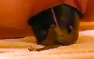 Amateur girl fucks eggplant