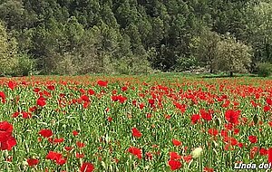 Linda del sol, la primavera la sangre altera