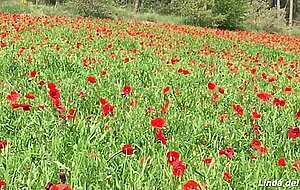 Linda del sol, la primavera la sangre altera